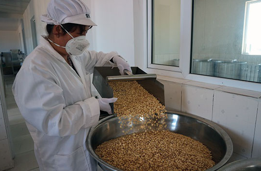 Father and Son Return Home to Start a Business Fried Apricot Kernels